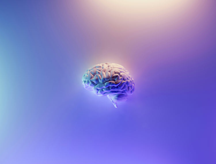 Brain, Nervous system & Cognition